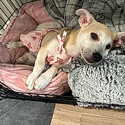 Layla joined the competition — help win amazing prizes! dog, puppy, pink_outfit, butterfly_pattern, dog_bed, crate, blanket, fluffy, relaxed, indoor, pet, cute, animal, canine, resting, soft_texture, wooden_floor, comfort, sleepy, young_dog
