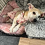 dog, puppy, pink_outfit, butterfly_pattern, dog_bed, crate, blanket, fluffy, relaxed, indoor, pet, cute, animal, canine, resting, soft_texture, wooden_floor, comfort, sleepy, young_dog