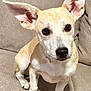 Layla joined the competition — help win amazing prizes! dog, pet, ears, couch, beige, animal, cute, sitting, indoor, fur, canine, face, whiskers, paw, alert, domestic, young, companion, friendly, portrait