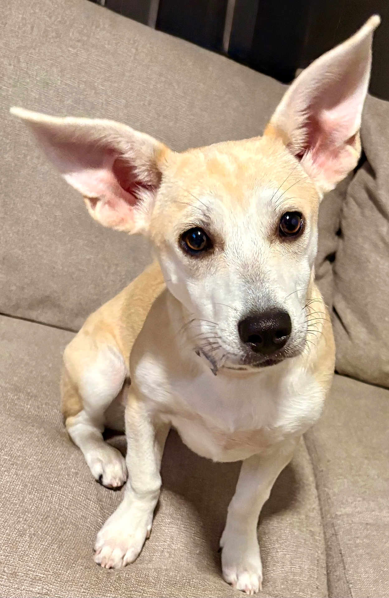 Layla joined the competition — help win amazing prizes! dog, pet, ears, couch, beige, animal, cute, sitting, indoor, fur, canine, face, whiskers, paw, alert, domestic, young, companion, friendly, portrait