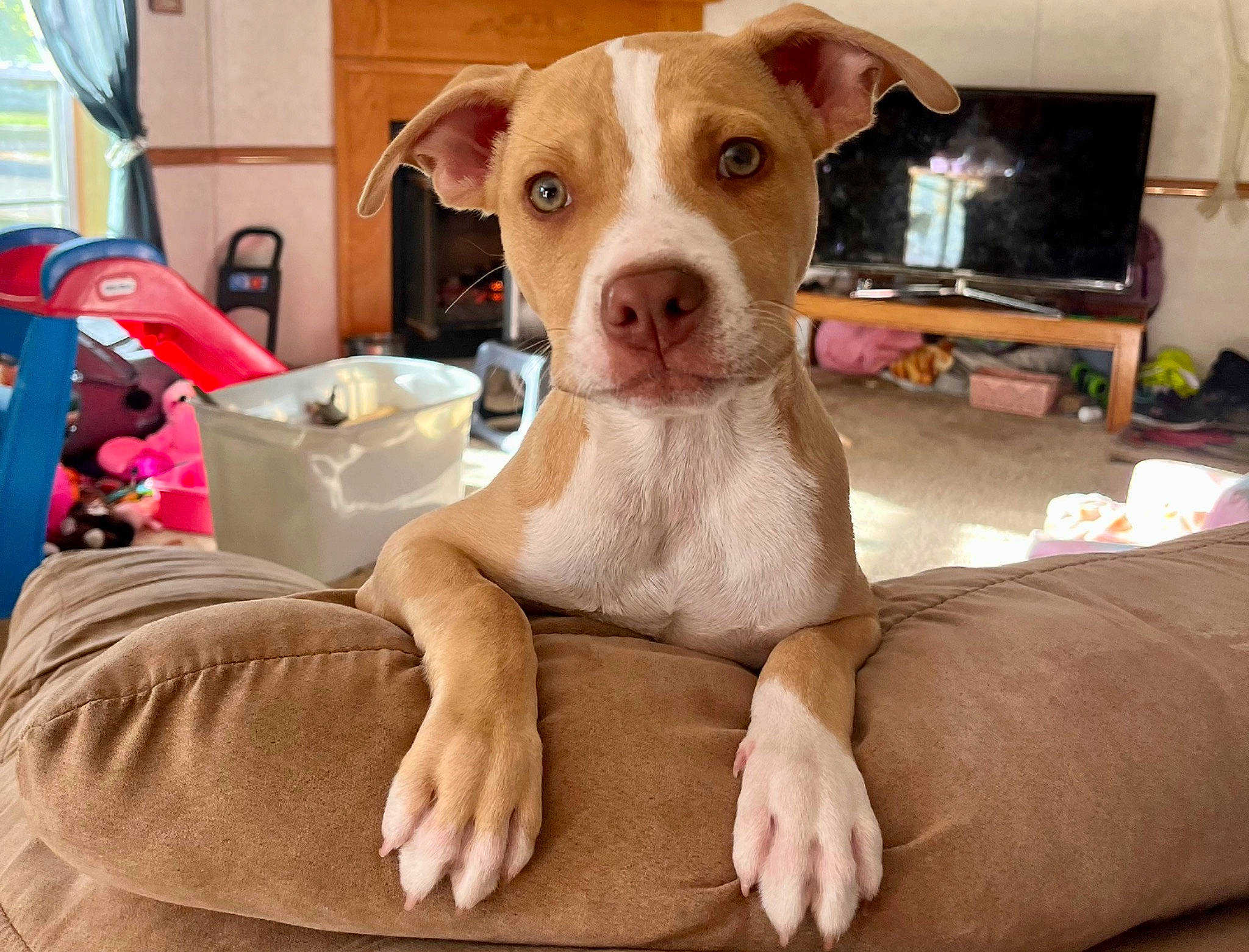 Athena joined the competition — help win amazing prizes! canidae, carnivore, collar, comfort, companion_dog, dog, dog_breed, dog_collar, dog_supply, fawn, foot, fur, houseplant, liver, paw, pet_supply, snout, sporting_group, whiskers, working_animal