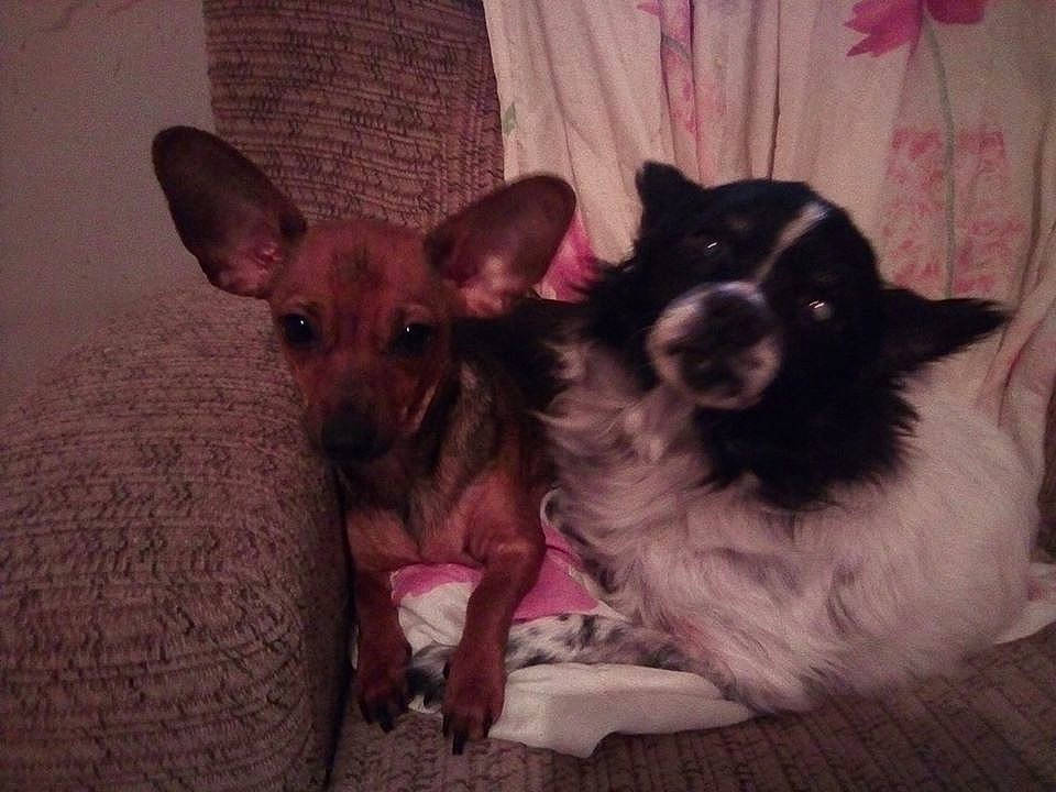 Anouck a rejoint le concours — aidez-le/la à gagner de superbes lots ! canidae, carnivore, chihuahua, comfort, companion_dog, curtain, dog, dog_breed, dog_supply, ear, eye, fawn, fur, mammal, paw, snout, sporting_group, toy_dog, whiskers, working_animal