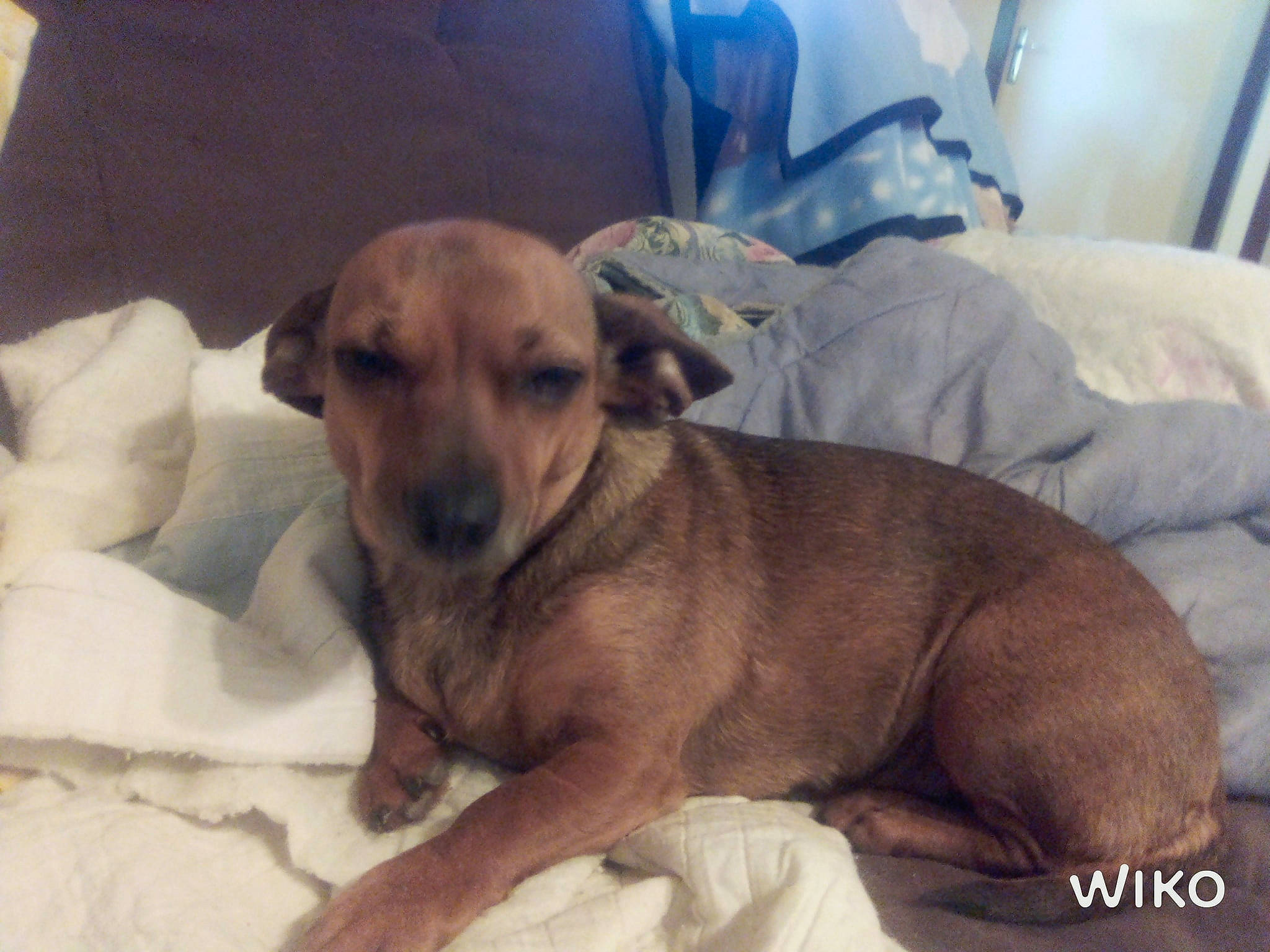 Anouck participe au concours pour gagner de l'argent avec cette photo : carnivore, comfort, companion_dog, dog, dog_breed, linens, paw, terrestrial_animal, whiskers, wood, working_animal