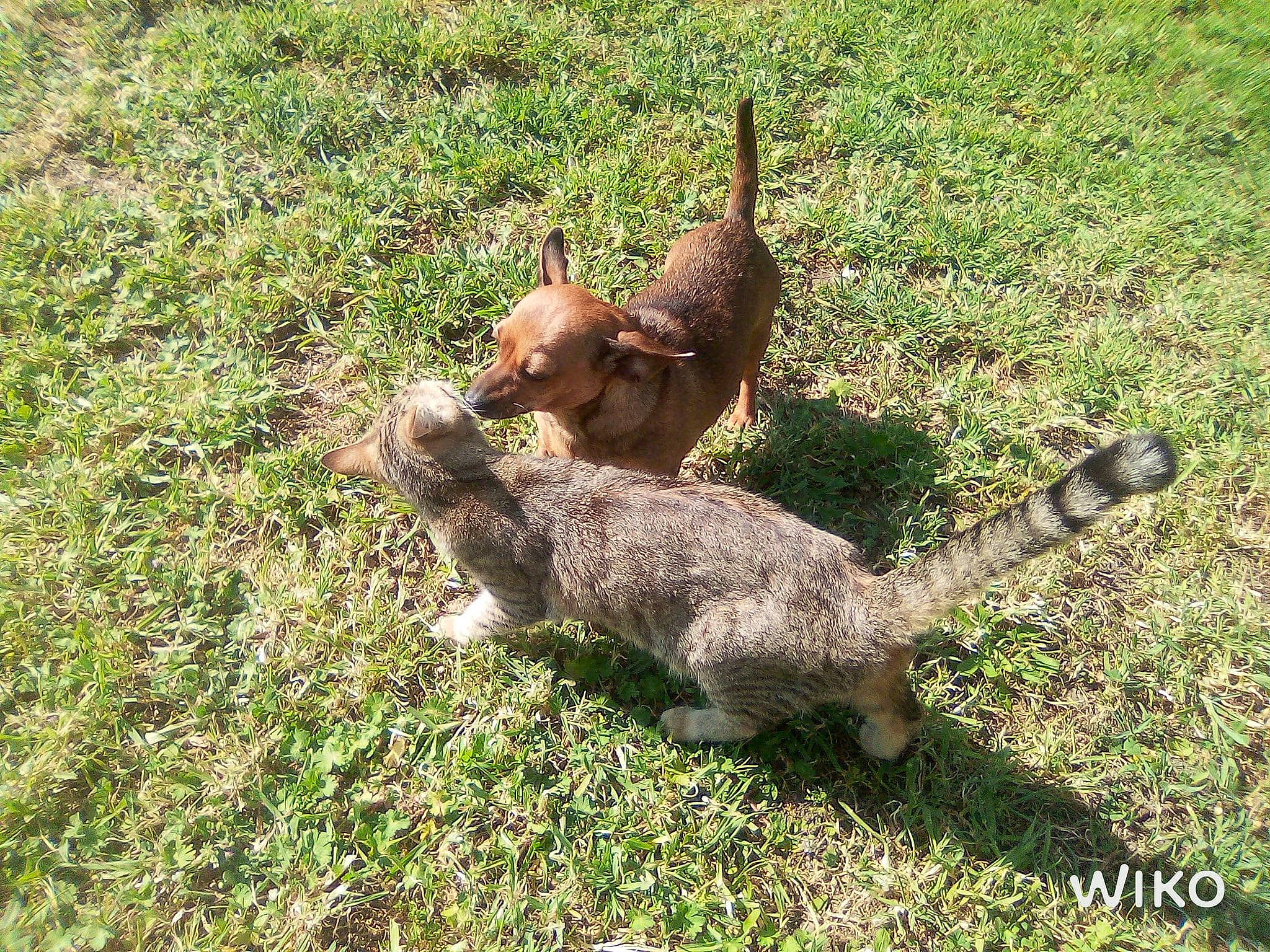 Anouck participe au concours pour gagner de l'argent avec cette photo : canidae, carnivore, cheetah, dog_breed, fawn, felidae, fur, grass, groundcover, hare, iguania, leopard, reptile, small_to_medium_sized_cats, snout, soil, sporting_group, tail, terrestrial_animal, water_dog