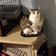 Bb is registered to the contest to win money with this photo: cat, tabby_cat, white_cat, pet, animal, sitting, indoors, sunlight, shadow, pet_carrier, animal_cage, furniture, laundry_room, portrait, alert, whiskers, tail, striped_fur, home, photography