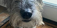 Harper is registered to the contest to win money with this photo: animal, close_up, companion, curious, dog, domestic, doormat, face, fur, glass_door, home, indoors, nose, paw, pet, portrait, scruffy, standing, whiskers, window