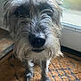 animal, close_up, companion, curious, dog, domestic, doormat, face, fur, glass_door, home, indoors, nose, paw, pet, portrait, scruffy, standing, whiskers, window