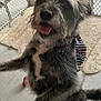 Harper is registered to the contest to win money with this photo: animal, bandana, canine, cute, dog, domestic, excited, floor, fur, happy, home, indoor, jumping, paw, pet_gate, playful, rug, slipper, smile, tail
