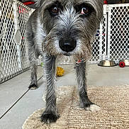 Harper is registered to the contest to win money with this photo: animal, baby_gate, brown_eyes, canine, closeup, curious, dog, floor, fur, home, indoor, looking, pet, playful, rug, scruffy, snout, toy, water_bowl, whiskers