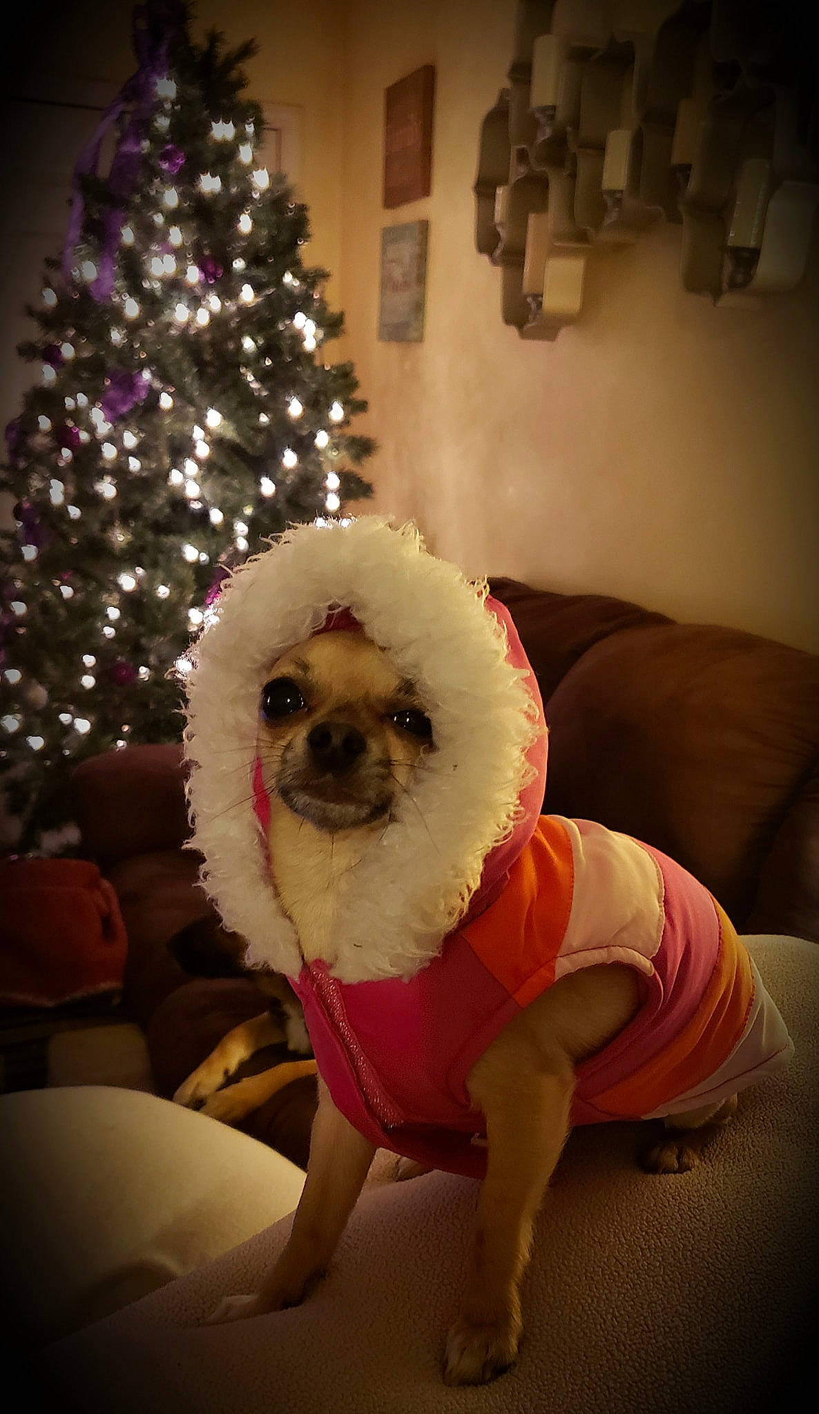 Mitzi is registered to the contest to win money with this photo: canidae, carnivore, cavachon, christmas, companion_dog, dog, dog_breed, dog_clothes, fur, mammal, non_sporting_group, pekingese, pomeranian, puppy, puppy_love, shih_tzu, snout, sporting_group, toy_dog, vertebrate