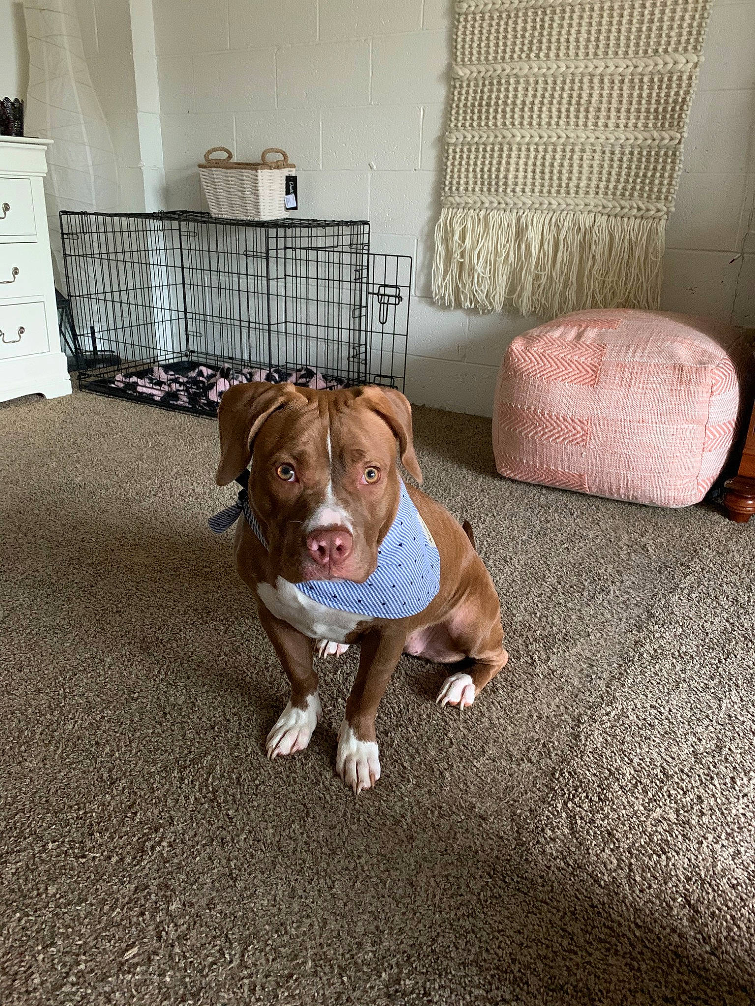 Nova is registered to the contest to win money with this photo: ball, cabinetry, canidae, carnivore, comfort, companion_dog, dog, dog_breed, fawn, floor, flooring, hardwood, liver, mat, snout, sporting_group, tail, window, wood, working_animal