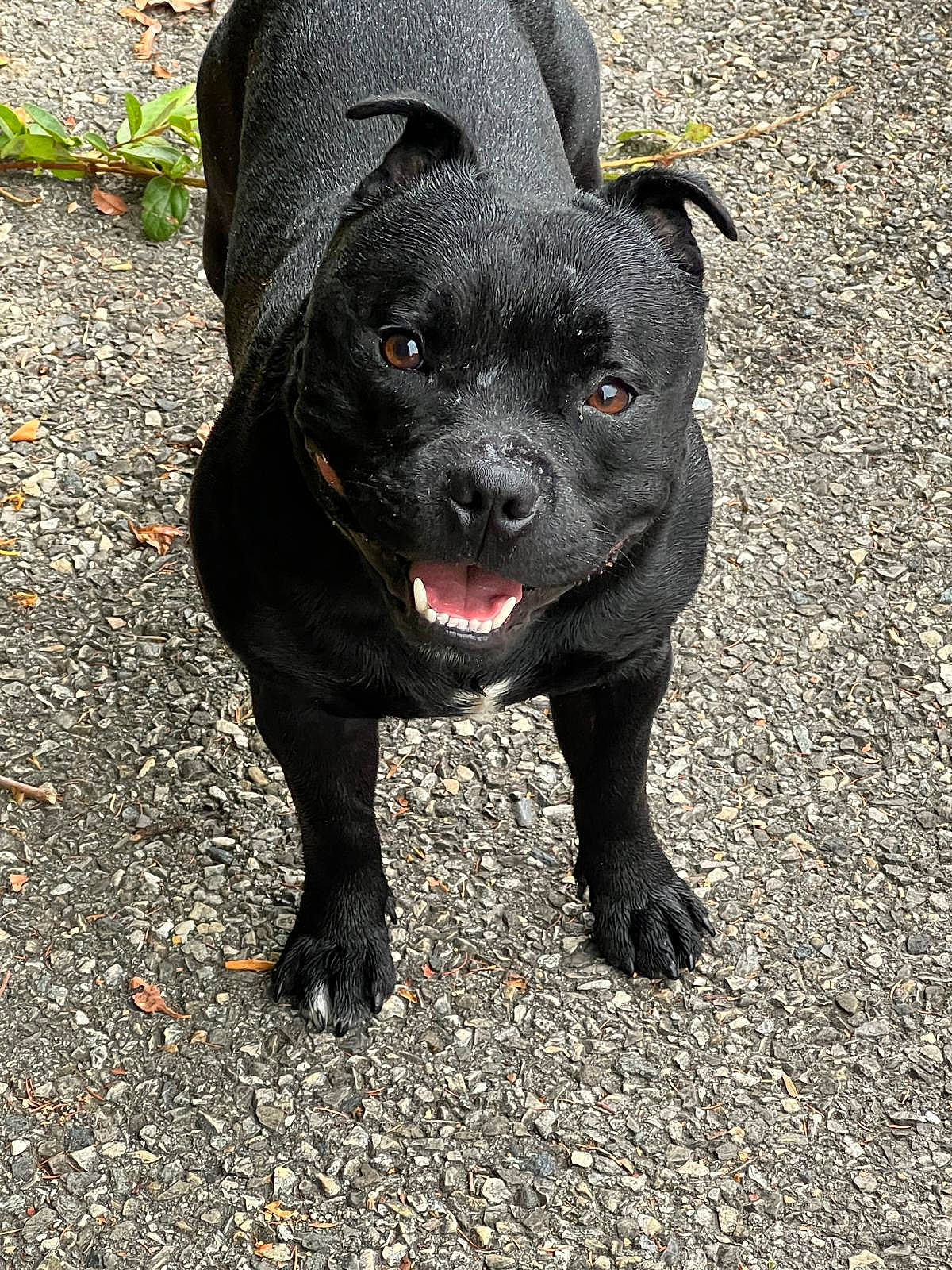 Bronx participe au concours pour gagner de l'argent avec cette photo : borador, canidae, carnivore, collar, companion_dog, dog, dog_breed, fawn, fur, hunting_dog, non_sporting_group, plant, road_surface, sporting_group, terrestrial_animal, whiskers, working_animal