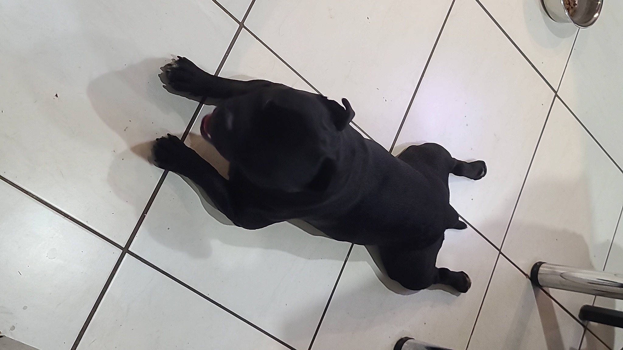 Bronx a rejoint le concours — aidez-le/la à gagner de superbes lots ! adventure, art, cable, dog_breed, elbow, electric_blue, electrical_supply, electricity, flooring, metal, monochrome, monochrome_photography, overhead_power_line, sculpture, shadow, statue, tail, wire