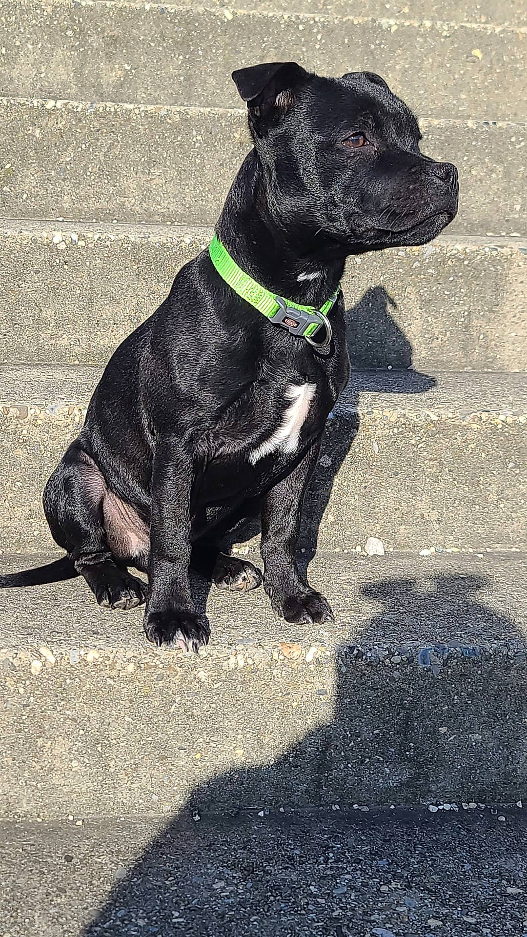 Bronx a rejoint le concours — aidez-le/la à gagner de superbes lots ! borador, canidae, carnivore, collar, companion_dog, dog, dog_breed, dog_collar, dog_supply, fawn, fur, guard_dog, leash, pet_supply, road_surface, snout, sporting_group, tail, whiskers, working_animal