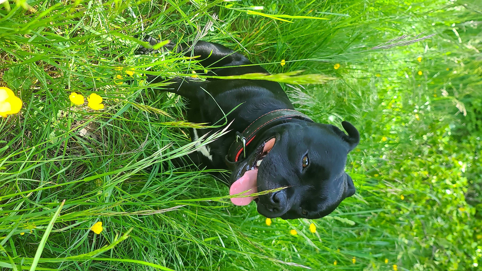 Bronx participe au concours pour gagner de l'argent avec cette photo : carnivore, companion_dog, dog, dog_breed, flowering_plant, grass, grass_family, grassland, groundcover, guard_dog, herb, herbaceous_plant, hierochloe, pet_supply, plant, shrub, sporting_group, tail, tree, working_animal