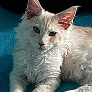 Achille participe au concours pour gagner de l'argent avec cette photo : cat, fluffy, cream_colored, pet, animal, indoor, resting, lying_down, curious, ears_up, whiskers, paws, soft_fur, teal_blanket, close_up, portrait, feline, cute, relaxed, domestic_cat