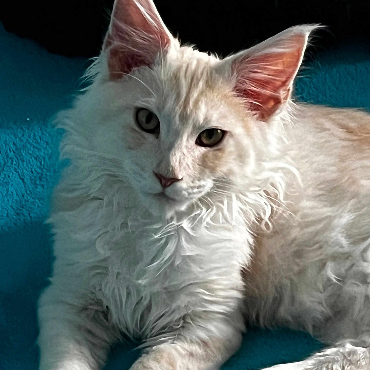 Achille participe au concours pour gagner de l'argent avec cette photo : animal, cat, close_up, cream_colored, curious, cute, domestic_cat, ears_up, feline, fluffy, indoor, lying_down, paws, pet, portrait, relaxed, resting, soft_fur, teal_blanket, whiskers