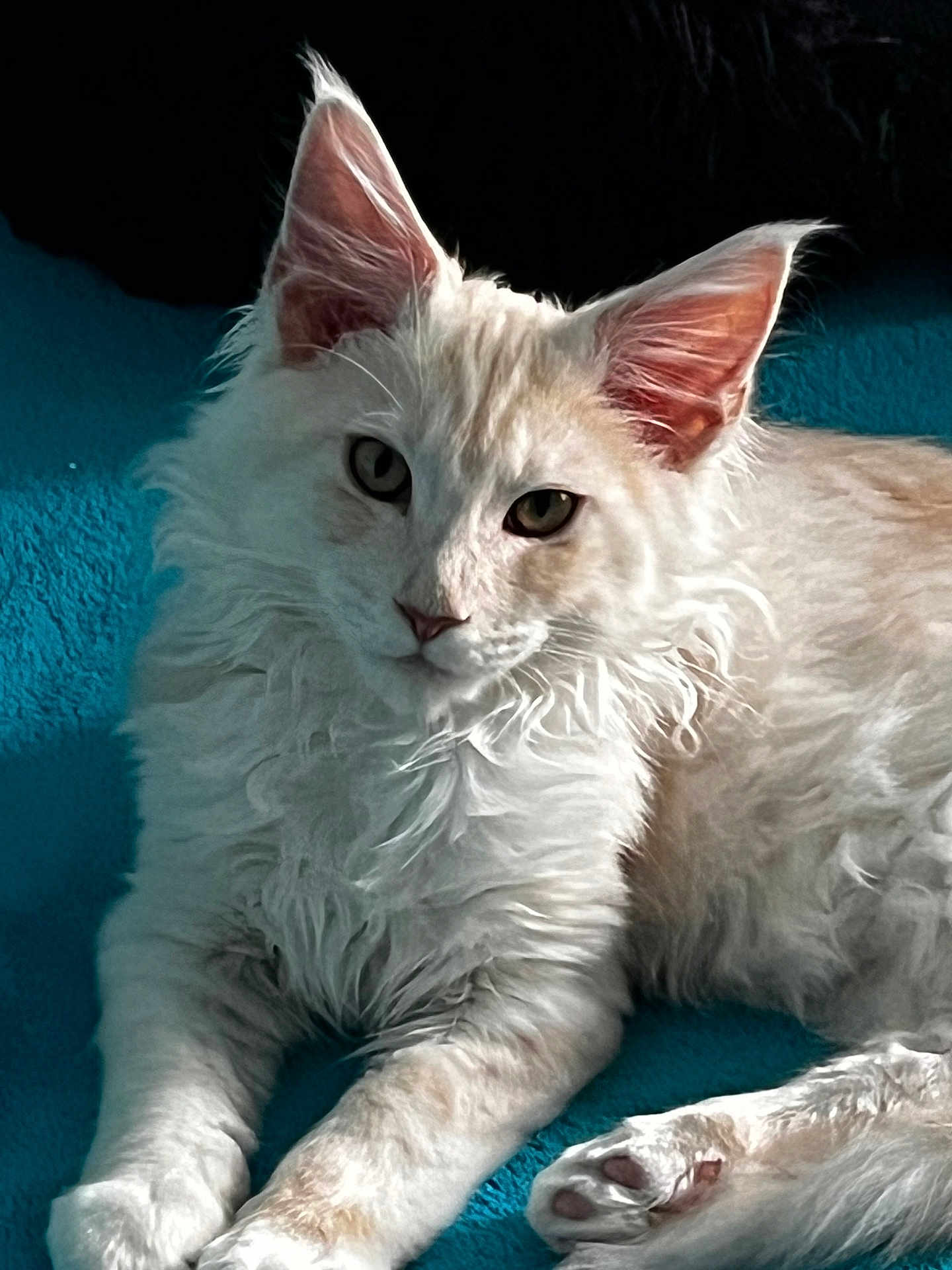 Achille participe au concours pour gagner de l'argent avec cette photo : cat, fluffy, cream_colored, pet, animal, indoor, resting, lying_down, curious, ears_up, whiskers, paws, soft_fur, teal_blanket, close_up, portrait, feline, cute, relaxed, domestic_cat