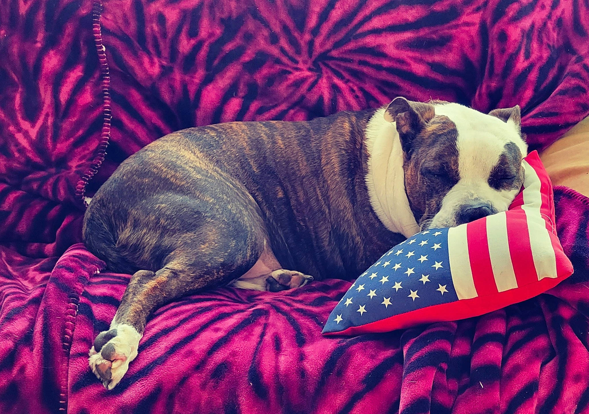 Ranger is registered to the contest to win money with this photo: art, carmine, carnivore, cloud, collar, comfort, companion_dog, dog, dog_bed, dog_breed, dog_collar, dog_supply, fawn, linens, magenta, pattern, pet_supply, sky, snout, working_animal