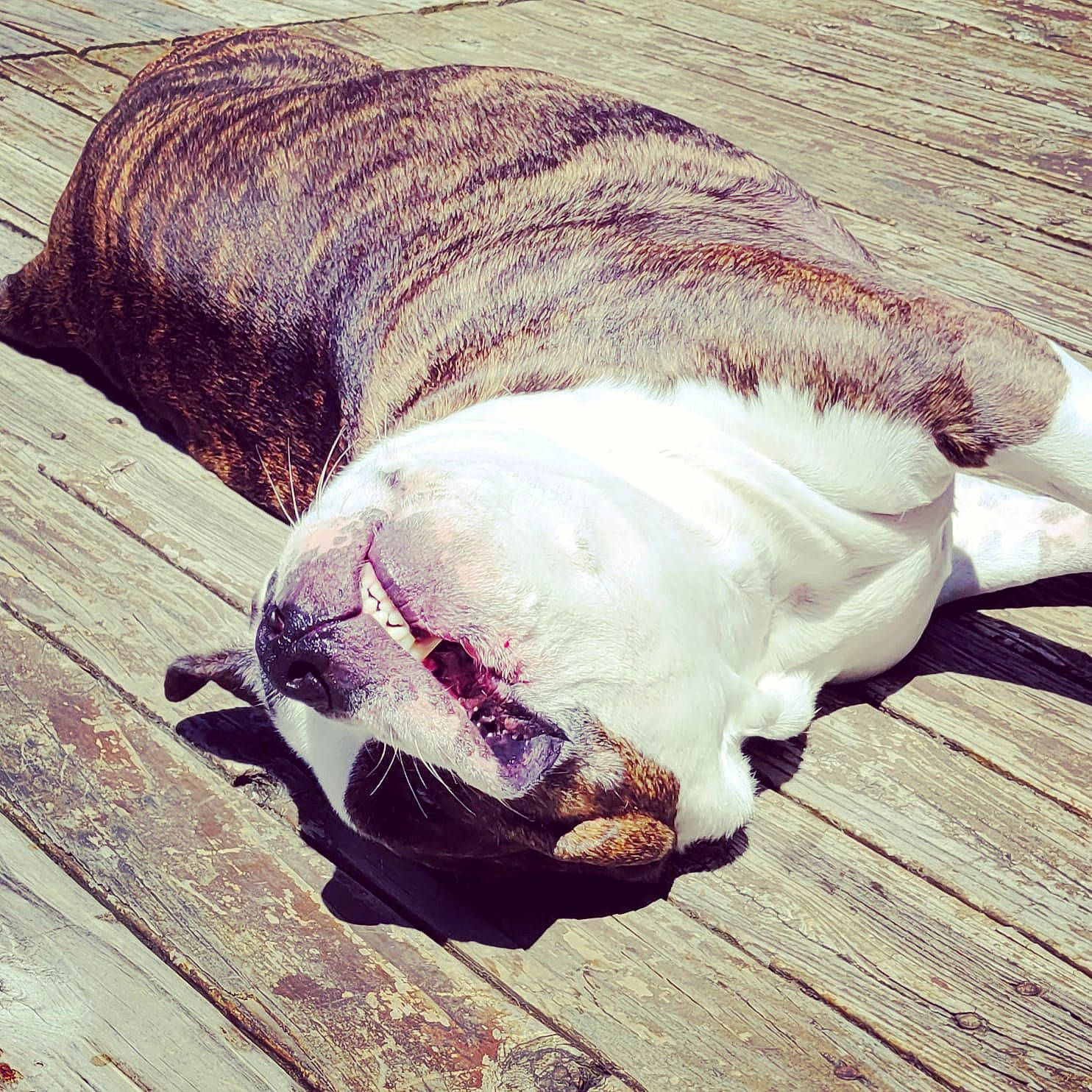 Ranger joined the competition — help win amazing prizes! carnivore, comfort, companion_dog, dog, dog_breed, fawn, flooring, fur, hardwood, linens, liver, nap, natural_material, sleeve, snout, sporting_group, tail, terrestrial_animal, wood, working_animal