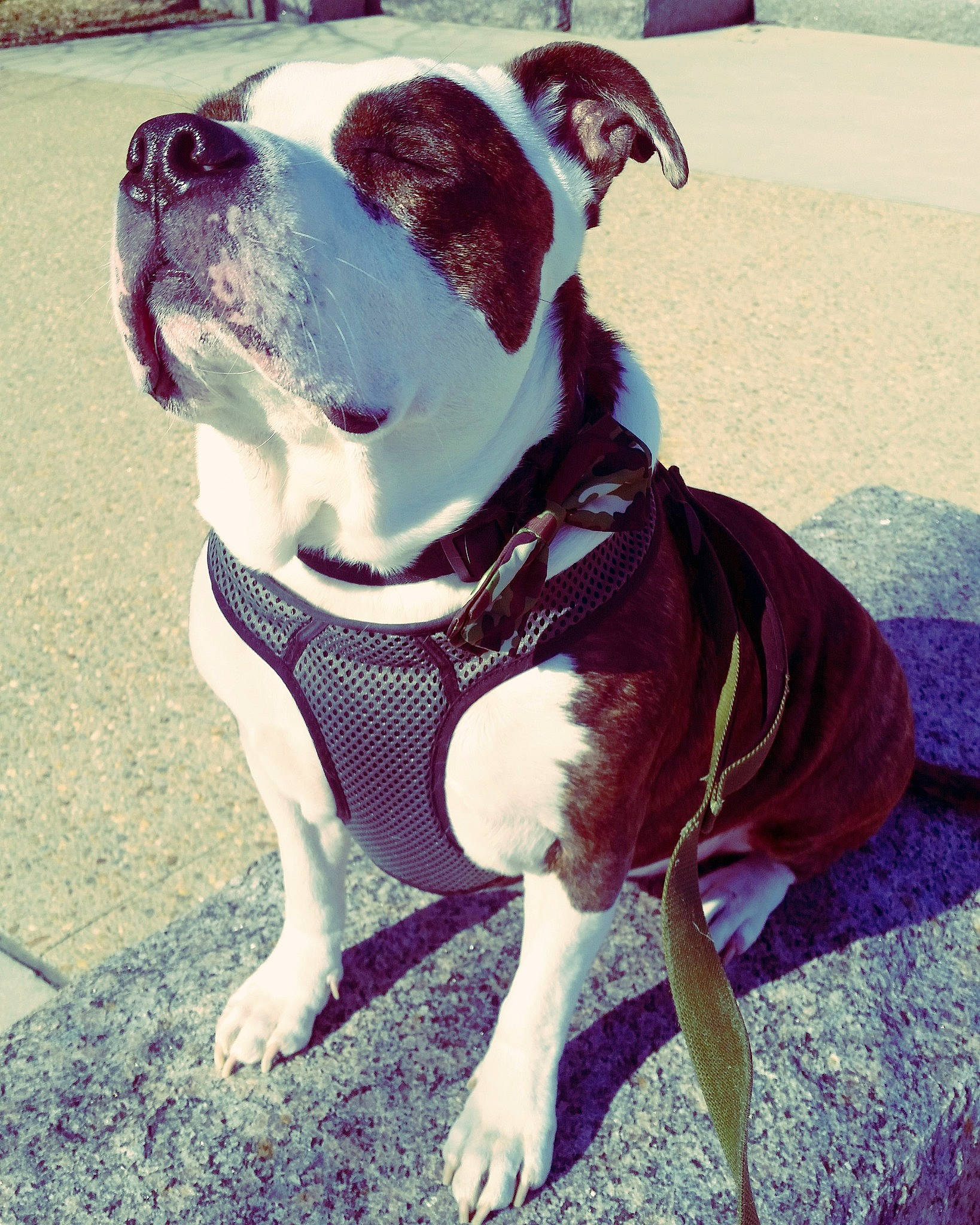 Ranger joined the competition — help win amazing prizes! canidae, carnivore, collar, companion_dog, dog, dog_breed, dog_collar, dog_supply, electric_blue, fawn, leash, molosser, pet_supply, photograph, pink, snout, sporting_group, whiskers, working_animal, working_dog