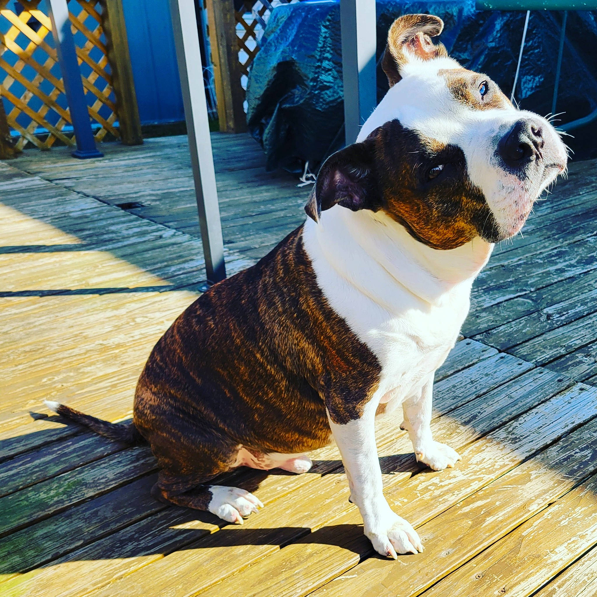 Ranger joined the competition — help win amazing prizes! canidae, carnivore, collar, companion_dog, dog, dog_breed, dog_collar, eyewear, fawn, flooring, fur, hardwood, leash, pet_supply, snout, sporting_group, tail, whiskers, wood, working_animal