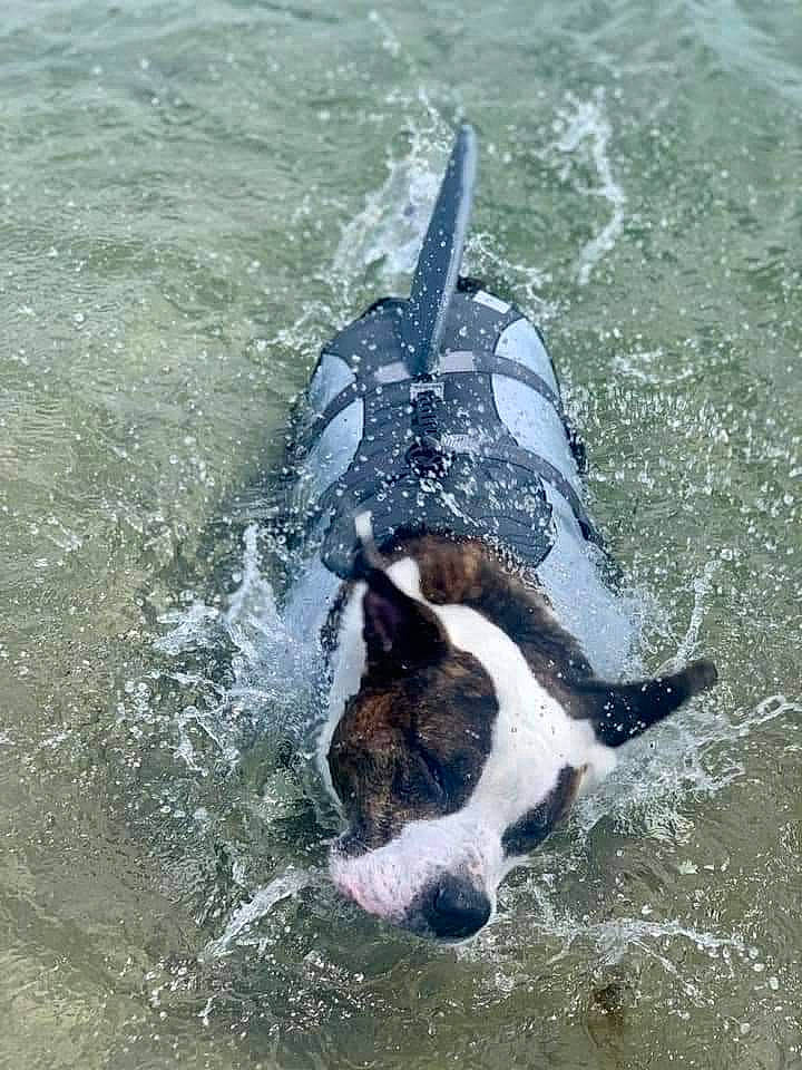 Ranger joined the competition — help win amazing prizes! canidae, carnivore, cetacea, dog, dog_breed, dolphin, fin, fish, flightless_bird, fluid, killer_whale, liquid, marine_biology, marine_mammal, solvent, sporting_group, tail, water, whale, wildlife