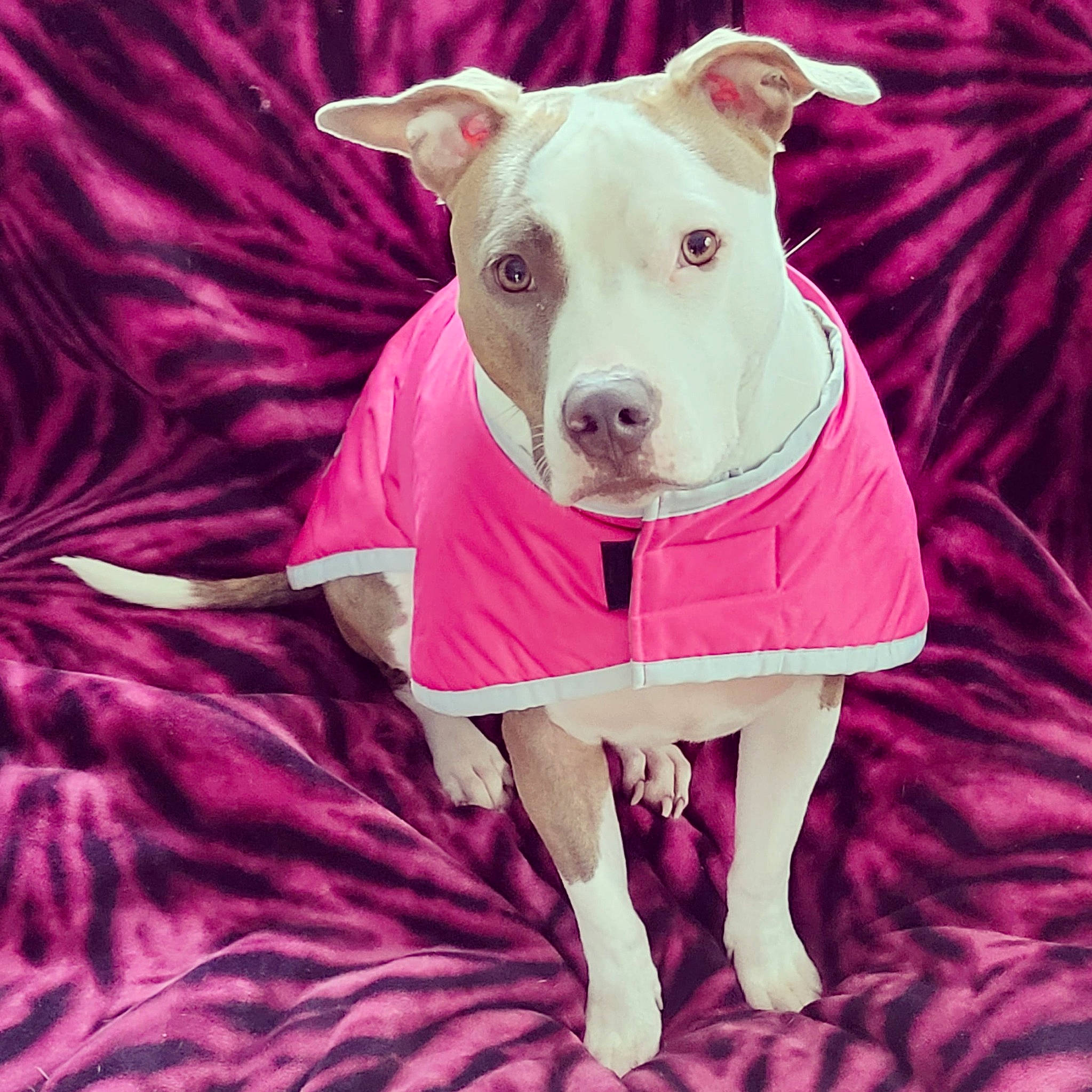 Brooklyn is registered to the contest to win money with this photo: carnivore, collar, companion_dog, dog, dog_breed, dog_clothes, dog_collar, dog_supply, drinkware, fawn, magenta, pet_supply, pink, sleeve, snout, sporting_group, sportswear, t_shirt, white, working_animal