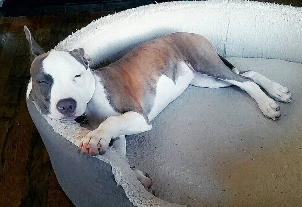 Brooklyn is registered to the contest to win money with this photo: ancient_dog_breeds, ball, canidae, carnivore, collar, comfort, companion_dog, dog, dog_breed, dog_supply, fawn, foot, non_sporting_group, paw, snout, sporting_group, tail, terrestrial_animal, working_animal, working_dog