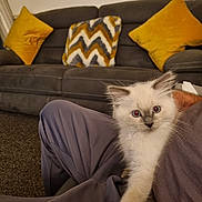 George is registered to the contest to win money with this photo: kitten, cat, pet, furry, blue_eyes, hand, lap, person, couch, pillow, yellow_pillow, living_room, carpet, comfort, indoor, domestic_animal, cute, young_animal, fur, claw