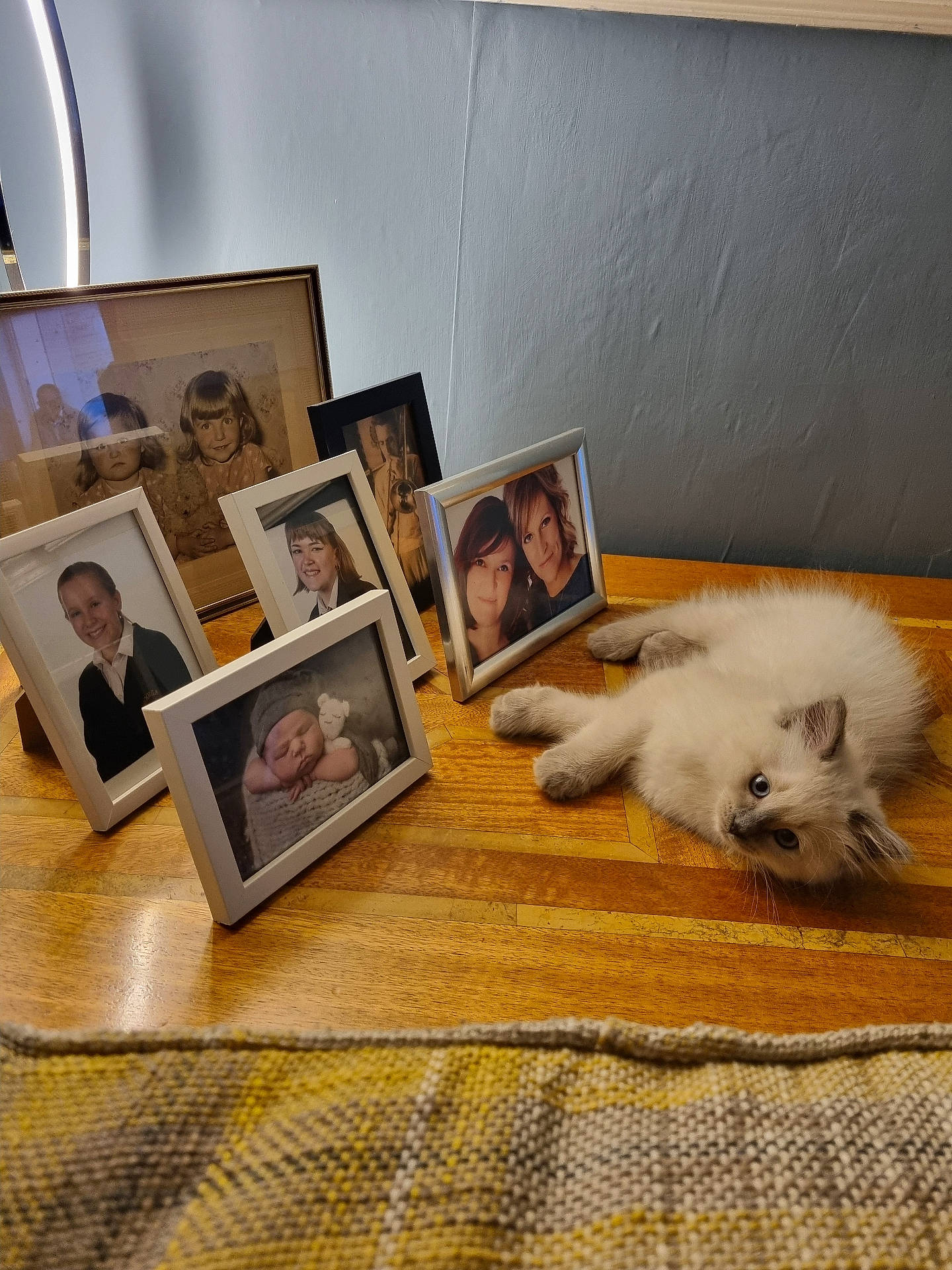 George is registered to the contest to win money with this photo: animal, blue_eyes, cat, cozy, cute, decor, family_photos, fluffy, furniture, home, indoor, kitten, nostalgic, pet, photo_frames, portrait, resting, soft, wooden_table, young_cat