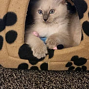 George is registered to the contest to win money with this photo: animal, blue_eyes, carpet, cat, cat_cave, cozy, curious, cute, domestic_cat, feline, fluffy, indoor, kitten, paw, pet, playful, resting, soft, toy, young_cat