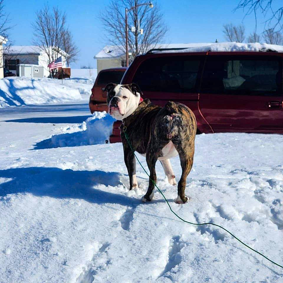 Roxy joined the competition — help win amazing prizes! automotive_tire, car, carnivore, collar, dog, dog_breed, dog_collar, fawn, freezing, landscape, recreation, sky, snout, snow, tire, tree, vehicle, wheel, winter, working_animal