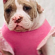 Sadie joined the competition — help win amazing prizes! blanket, brown_and_white, bulldog, close_up, clothing, cute, dog, floppy_ears, indoor, looking_at_camera, name_label, outfit, pet, pink, portrait, puppy, short_muzzle, sitting, text_overlay, wrinkled_face