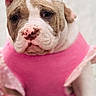 dog, puppy, bulldog, portrait, close_up, pink, clothing, outfit, sitting, looking_at_camera, wrinkled_face, short_muzzle, floppy_ears, brown_and_white, pet, indoor, blanket, cute, name_label, text_overlay