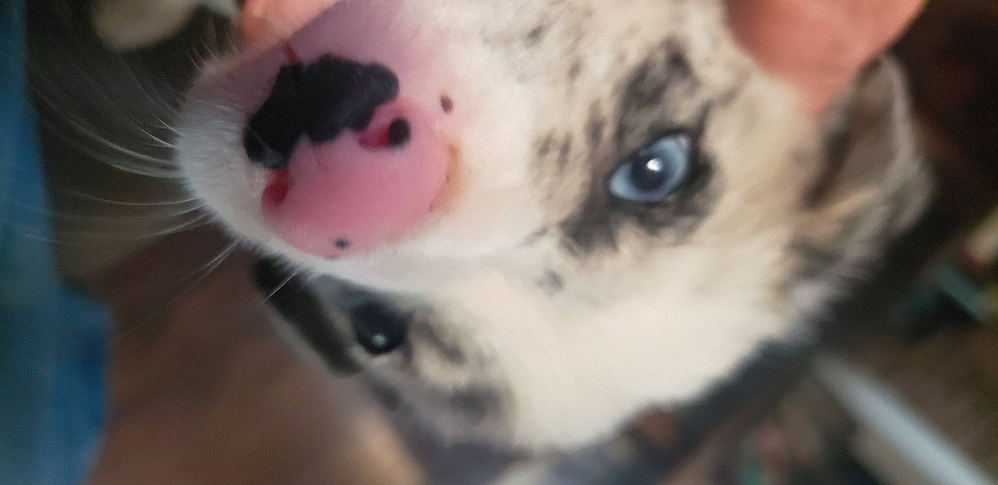 Roxie joined the competition — help win amazing prizes! carnivore, close_up, collar, dog, dog_breed, eyelash, felidae, fur, jaw, macro_photography, non_sporting_group, small_to_medium_sized_cats, snout, terrestrial_animal, toy, whiskers, wildlife