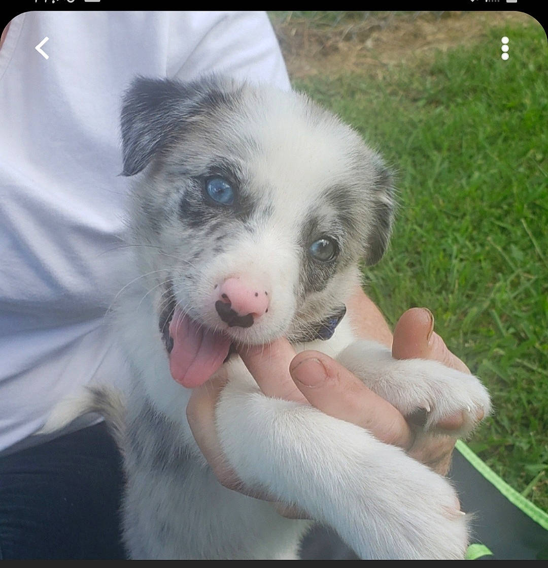 Roxie is registered to the contest to win money with this photo: australian_shepherd, canidae, carnivore, companion_dog, dog, dog_breed, finger, fur, grass, herding_dog, nail, non_sporting_group, paw, plant, puppy_love, texas_heeler, thumb, toy_dog, whiskers, working_animal