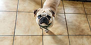 Under participe au concours pour gagner de l'argent avec cette photo : pug, dog, blue_eye, brown_eye, tile_floor, pet_toys, dog_bed, blanket, scooter, indoor, pet_cage, curious, looking_up, floor, collar, small_dog, furniture, home, animal, canine