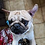 dog, pug, close_up, pet, animal, curious, indoor, floor, tile, ear, face, fur, cute, looking_up, companion, domestic, mammal, standing, front_legs, patterned_clothing
