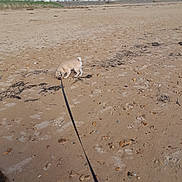 Under a rejoint le concours — aidez-le/la à gagner de superbes lots ! dog, beach, sand, pebbles, seaweed, leash, outdoor, daylight, buildings, sky, clouds, small_dog, sniffing, footprints, urban, coastal, walking, animal, nature, blurred_background