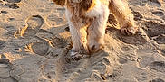 Vita participe au concours pour gagner de l'argent avec cette photo : dog, beach, sand, footprints, golden_hour, outdoor, pet, animal, fluffy, long_ears, curious, sunlight, nature, walking, mammal, canine, daylight, closeup, cute, furry