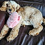 Vita a rejoint le concours — aidez-le/la à gagner de superbes lots ! dog, puppy, sleeping, tongue_out, plush_toy, pink, couch, leather, fur, cute, pet, domestic_animal, relaxed, indoors, animal, resting, fluffy, canine, toy, nap