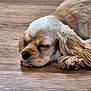 Vita participe au concours pour gagner de l'argent avec cette photo : dog, sleeping, tongue_out, golden, wooden_floor, pet, animal, cute, resting, fur, domestic_animal, relaxed, indoor, closeup, mammal, canine, laying_down, adorable, calm, quiet