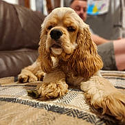 Vita a rejoint le concours — aidez-le/la à gagner de superbes lots ! dog, cocker_spaniel, pet, indoor, blanket, couch, person, fur, animal, chew_toy, relaxing, brown, seated, home, carpet, mammal, cute, companion, portrait, furniture