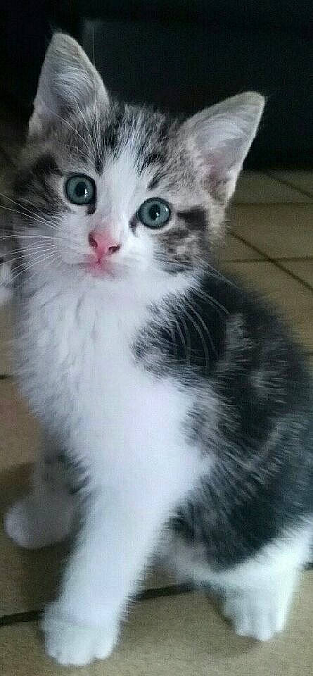 Smith a rejoint le concours — aidez-le/la à gagner de superbes lots ! aegean_cat, american_curl, american_shorthair, american_wirehair, asian, carnivore, cat, domestic_short_haired_cat, european_shorthair, eye, felidae, kitten, mammal, norwegian_forest_cat, polydactyl_cat, siberian, small_to_medium_sized_cats, snout, vertebrate, whiskers