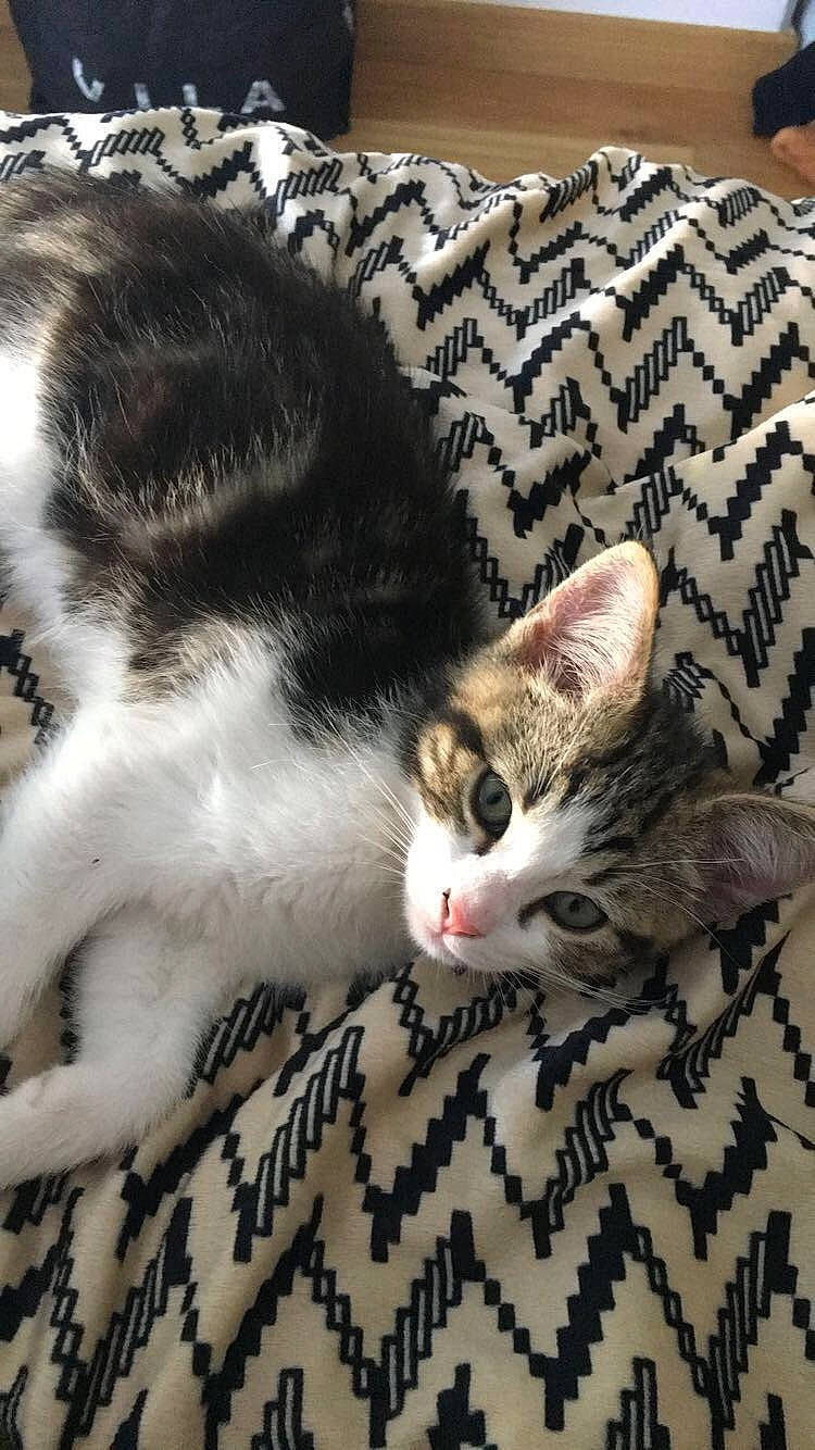 Smith participe au concours pour gagner de l'argent avec cette photo : aegean_cat, american_shorthair, american_wirehair, asian, carnivore, cat, domestic_short_haired_cat, dragon_li, european_shorthair, felidae, fur, german_rex, kitten, mammal, paw, polydactyl_cat, singapura, small_to_medium_sized_cats, tabby_cat, whiskers