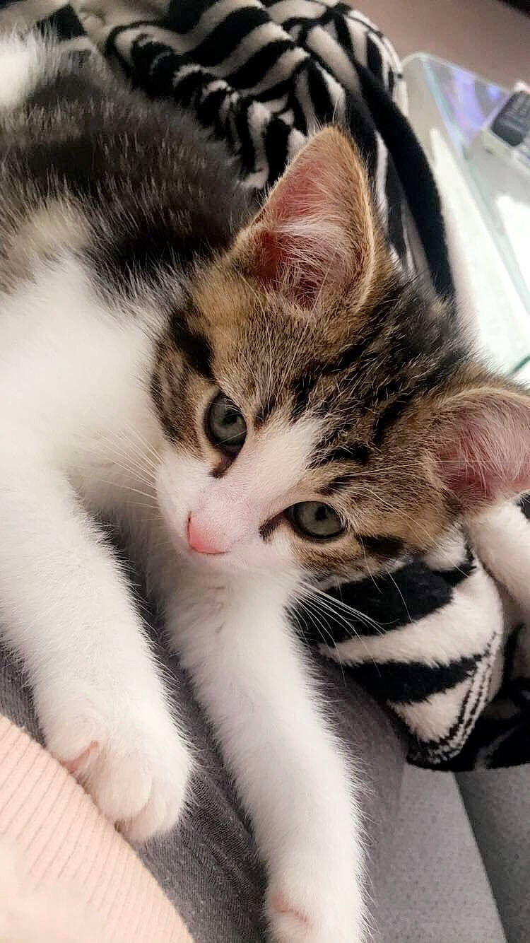 Smith a rejoint le concours — aidez-le/la à gagner de superbes lots ! aegean_cat, american_shorthair, american_wirehair, asian, carnivore, cat, domestic_short_haired_cat, dragon_li, ear, european_shorthair, felidae, fur, kitten, mammal, paw, polydactyl_cat, small_to_medium_sized_cats, snout, tabby_cat, whiskers