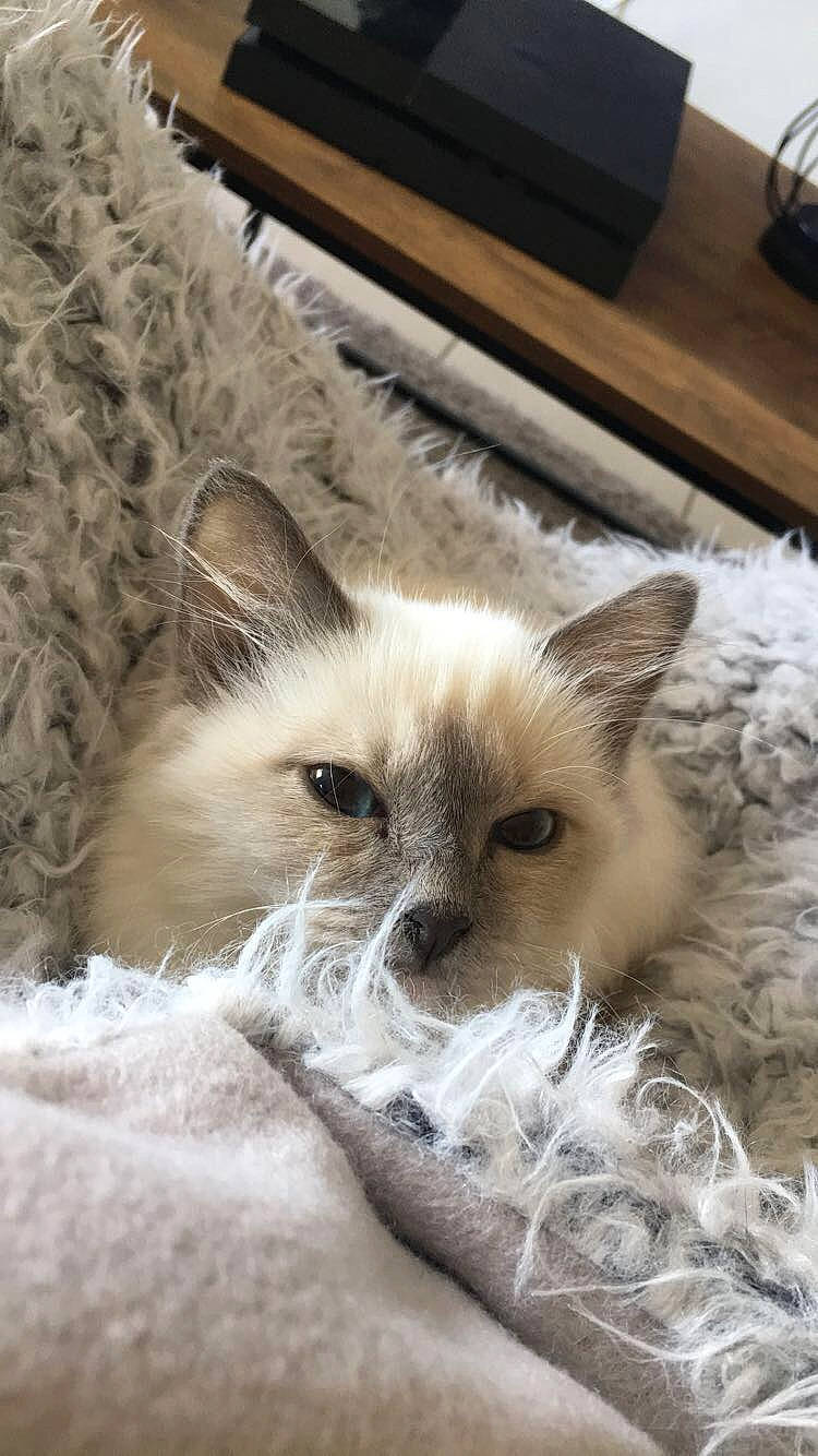 Plouf  a rejoint le concours — aidez-le/la à gagner de superbes lots ! balinese, birman, british_semi_longhair, carnivore, cat, colorpoint_shorthair, domestic_long_haired_cat, eye, felidae, fur, kitten, mammal, ojos_azules, ragdoll, small_to_medium_sized_cats, snout, snowshoe, thai, tonkinese, whiskers