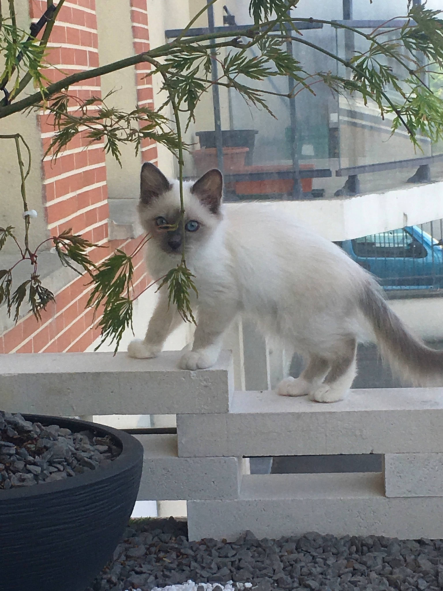 Plouf  participe au concours pour gagner de l'argent avec cette photo : aegean_cat, balinese, carnivore, cat, colorpoint_shorthair, felidae, kitten, plant, small_to_medium_sized_cats, tail, thai, turkish_angora, turkish_van, whiskers, window