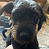 Roxy is registered to the contest to win money with this photo: dog, pet, black_fur, close_up, indoor, living_room, couch, carpet, hand, animal, cute, curious, fur, canine, companion, domestic, friendly, face, mammal, young